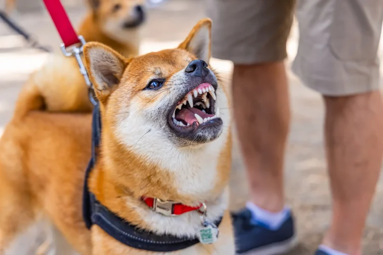 dog bite