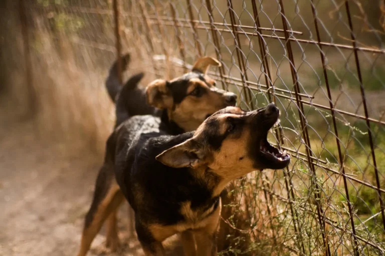 dog bite